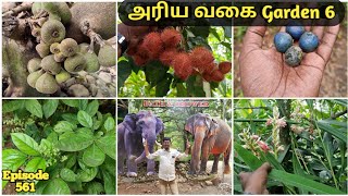 அரிய வகை garden 6 # Kerala Spice Garden visit 6# Spice park Garden Thekkady Kerala