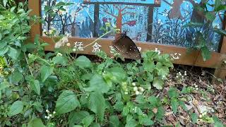 初訪嘉道理農場暨植物園