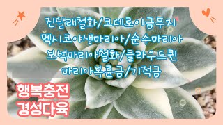 11월2일.수요일.#진달래 #멕시코야생마리아 #순수 #기적금 #식물 #다육