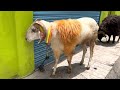Bakri Eid sheep 2022