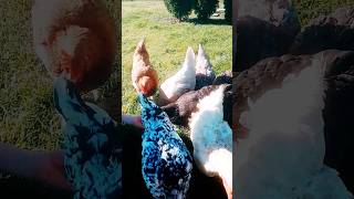 Kurki orzechy #kurka #chicken #kury #kurki #animals #funny #chickencoop #rooster #egg #shortvideo