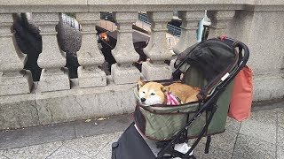 柴犬クリ（Siba Inu Kuri )ぶらり散歩 銀座～神田 Kanda walk from Ginza stroll