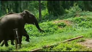 Angry Mother Elephant