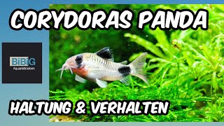 Der Corydoras Panda | Haltung & Verhalten | Fischenzyklopädie | BiBiG