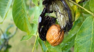 Walnuts | How to Harvest, Store, Roast \u0026 Eat