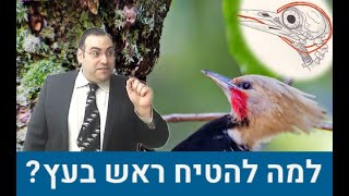 אבולוציה או אלוקים: כיצד התחיל נקר להטיח פתאום את ראשו בעץ?