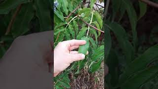 Blue Elderberry - Identification #shorts #foraging #wildedibles #okanagan