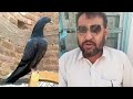 Raat Ko Lagany Ka Tareqa Pigeons Ki Pehchan|Record Holder Ustad Abdul Basit