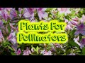 NC Cooperative Extension - Master Gardeners - Plants for Pollinators