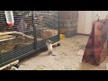 degu elisa climbing on the cage after yazmin