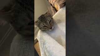 寝顔を見たら完全に昇天してた猫