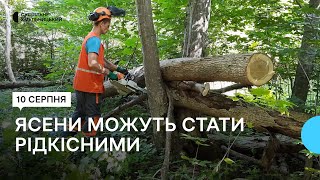 У лісах довкола Хмельницького гинуть ясени