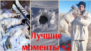 Охота на зайца 24-25г. Только выстрелы, лучшие моменты сезона 2ч.