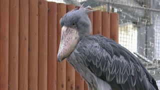 ハシビロコウ　ふたばちゃん　屋根の上でウロウロしているよ　【掛川花鳥園】Shoebill Futaba-chan Kakegawa Garden