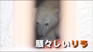 ホッキョクグマ　部屋の中で騒々しいリラ