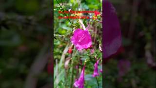 പേരറിയാത്ത സുന്ദരിപ്പൂവ്❤️First flowers❤️ Easy plant for home home #gardening #trending #shorts