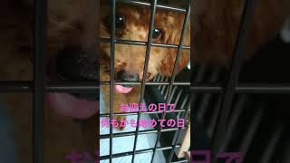 お迎えの日車で震えていた犬が……(娘作)　#トイプードル#犬がいる暮らし#車