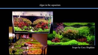 Algae in the planted aquarium - Systems design and control