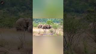 #shorts Elephant Sounds  | Animal Elephant Trumpet Sounds