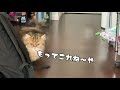 犬のように、おもちゃを持ってくる猫？！