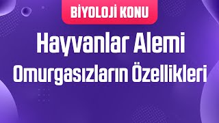 Hayvanlar Alemi : Omurgasızların Detaylı İncelenmesi