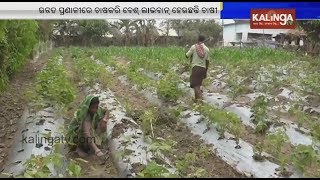 Keonjhar: Drip facility helps vegetable farmer's in increasing output | Kalinga TV