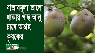 কিশোরগঞ্জে ৪শ’ হেক্টর জমিতে গাছ আলু চাষ