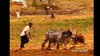 Eritrean music old  ሓረስታይ  ሃገርና ጻሓዩ በሪቑ