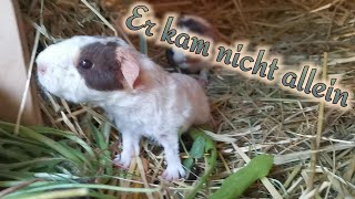 Klara ihre Babys sind da! / Meerschweinchen Baby-Boom / US-Teddy Nachwuchs im Außengehege