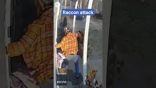 Raccon attack Heroic mom saves terrified five-year-old from raccoon attack | USA TODAY #Shorts