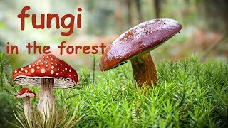 Mysterious Mushrooms of Vietnam’s Highlands | Hidden Nature in Daklak Forest #slowliving #vlog