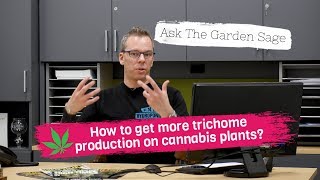 How to get more trichome production on cannabis plants? - Ask the Garden Sage