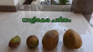 നാളികേര ചരിതം | പൂക്കുല to തേങ്ങാകുല | Very small flower to big Nut