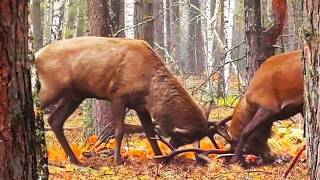 Rutting and Roaring Time of Deer. Epic Fight for dominance