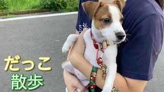 子犬と抱っこ散歩　ジャックラッセルテリア【なのは】