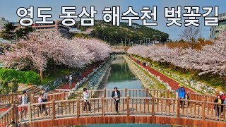 영도의 숨은 벚꽃 핫플레이스 | 동삼 해수천 | 부산 벚꽃명소 | 드론 | 매빅2줌 | Busan Cherry Blossoms