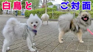 ポメラニアンが白鳥とご対面！どんな反応をするのかな！？【多頭飼い犬・おしゃべりペット】