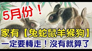 5月份家有（兔蛇鼠羊猴狗）一定要轉走，沒有就算了 - 十二生肖