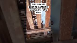 Tips Ampuh Ternak kambing pemula