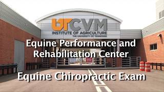 Equine Chiropractic Exam