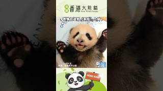 古靈精怪超可愛！表情包達熊“家姐”上線#香港大熊貓 #panda #香港 #hongkong