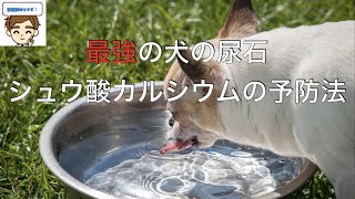 【獣医が解説】最強の犬の尿石症、シュウ酸カルシウム　〜アメリカの学会のガイドラインを参考に〜