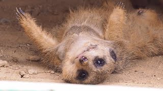 ごろーん♪あおむけミーアキャット【愛知県 豊橋のんほいパーク】