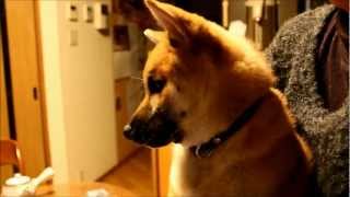 柴犬クーニー(27) ユーチューブを見る Cooney watches You Tube