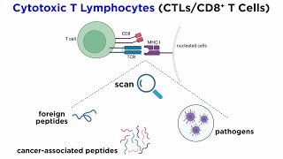 CD8+ T Cells