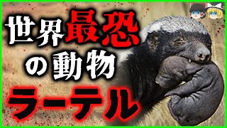 【ゆっくり解説】世界一恐ろしい陸生動物『ラーテル』の正体を解説