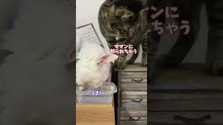 【笑笑】水を飛ばしながら飲む猫