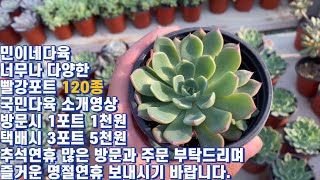 민이네다육 빨강포트 국민다육 120종 소개영상/방문시 1포트 1천원 택배시 3포트 5천원으로 만나보는 다양함/추석연휴 휴무없이 정상영업입니다/ 많은 성원과 관심 바랍니다