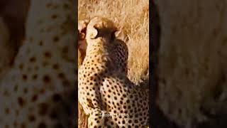 Cheetah | Cheetah Videos for kids #oddlysatisfyingvideo #shorts #cheetah