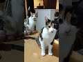 【猫動画】聞き慣れない英語にドン引きする猫 shorts 猫 youtubepartner ネコ動画 english